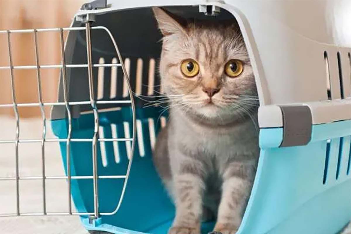 Anti Ribet dan Rewel! Ini Tips Mudik Membawa Peliharaan Kucing, Dijamin Tenang Selama Perjalanan
