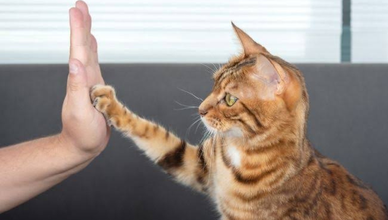 5 Alasan Mengapa Kucing Suka Menggigit dan Mencakar Majikannya