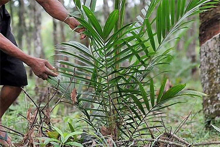 Harga Getah Tidak Naik-Naik, Petani Makin Yakin Beralih ke Sawit