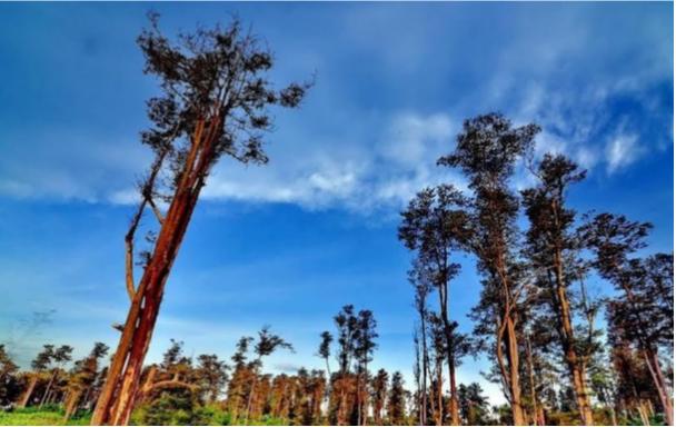 Kisah Menarik pohon Gutta percha dan lempeng 'Tjipetir' 