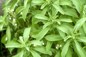 Stevia Pemanis Alami Mencapai 7 Ton per Hektar