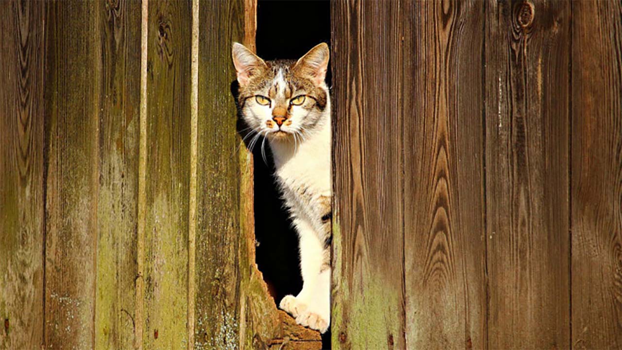 4 Alasan Kenapa Kucing Kesayanganmu Suka Kabur dari Rumah, Merasa Tidak Nyaman?