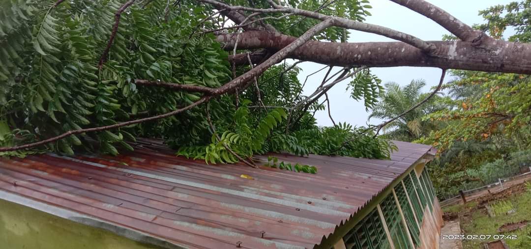 Gedung SMP Negeri di Mukomuko Tertimpa Pohon Besar