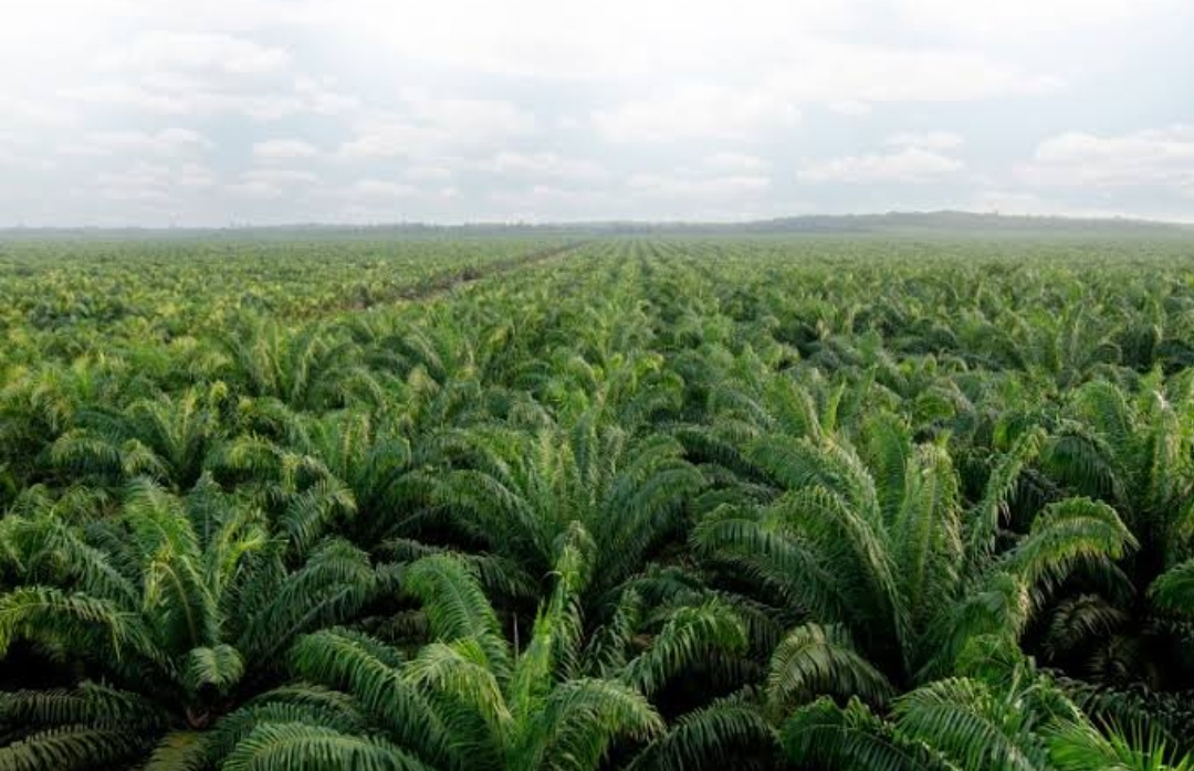 Cek Disini, Perbandingan Kelapa Sawit Dan Hutan Tropis Yang Terbaik Menyerap Karbon Dioksida