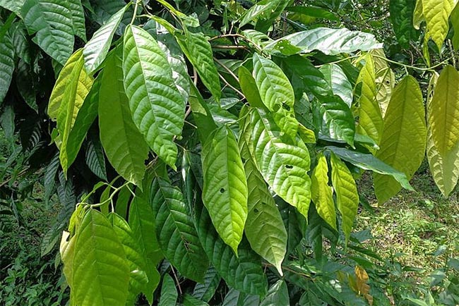 Berbagai Manfaat Daun Kakao Bagi Lingkungan Hingga Kesehatan