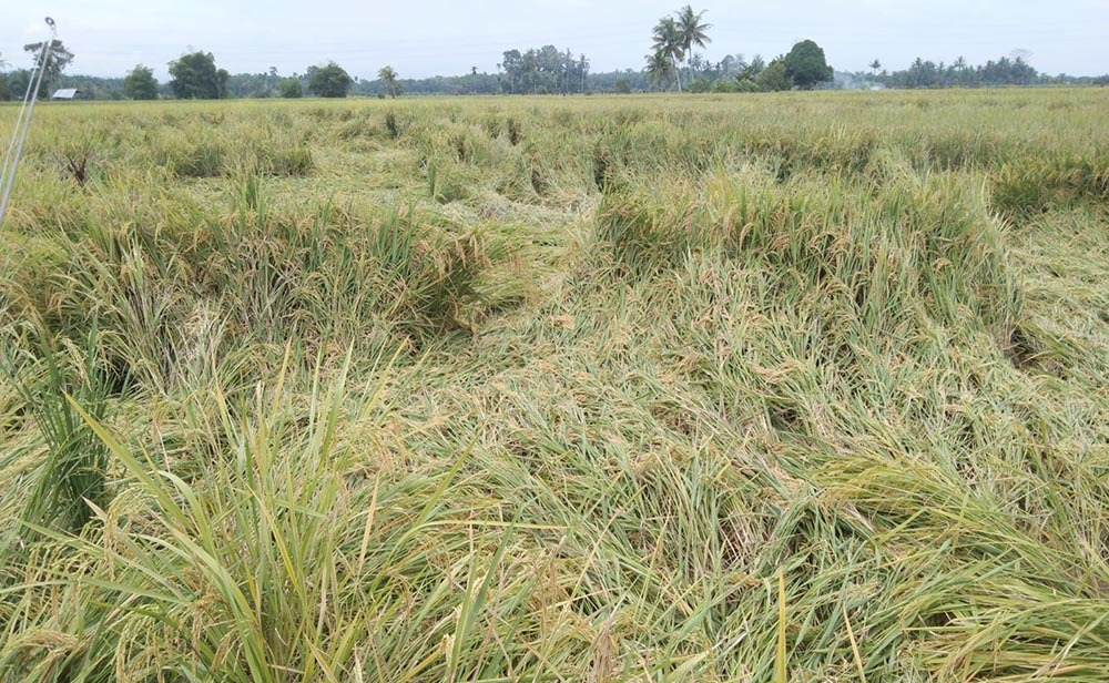 Cuaca Ekstream, Tanaman Padi di Kecamatan Lubuk Pinang Mulai Roboh