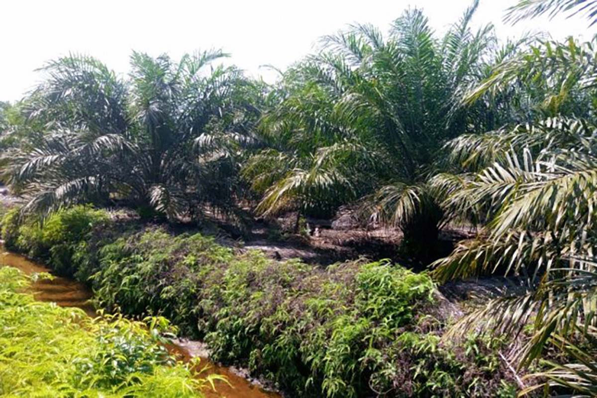 Cara Membuat Lahan Kelapa Sawit Yang Mampu Berproduksi Tinggi