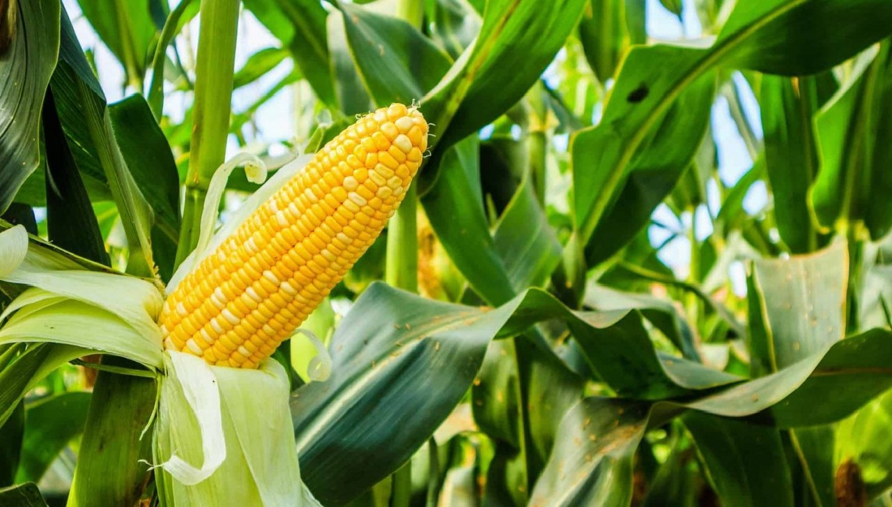 Produksi Jagung Meningkat, Pengumpul Mulai Menjamur, Harga Tidak Boleh Kendor
