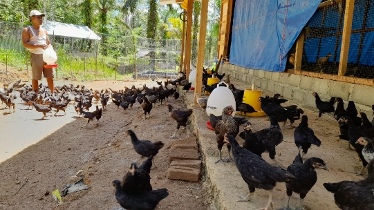 ﻿Penerima Bantuan Ayam Kewalahan Cari Pakan