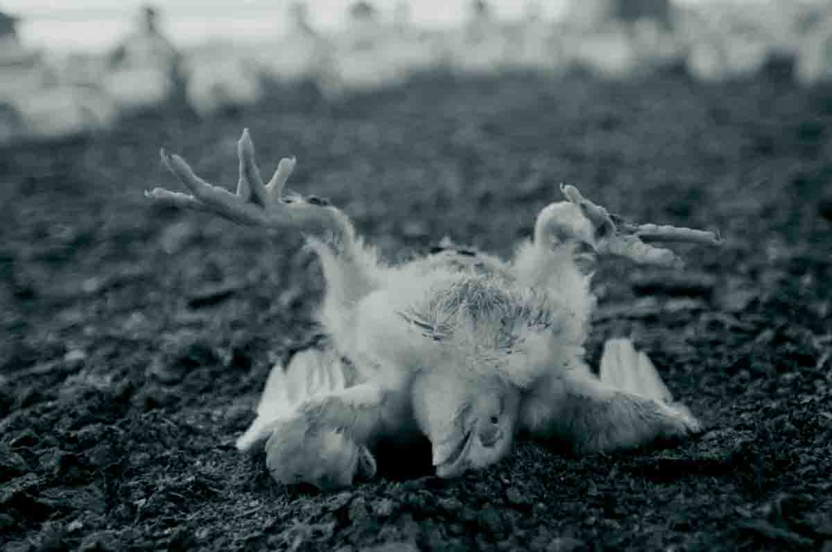 Ayam di Dua RT ‘Dibuldozer’ Penyakit, Begini Nasibnya 