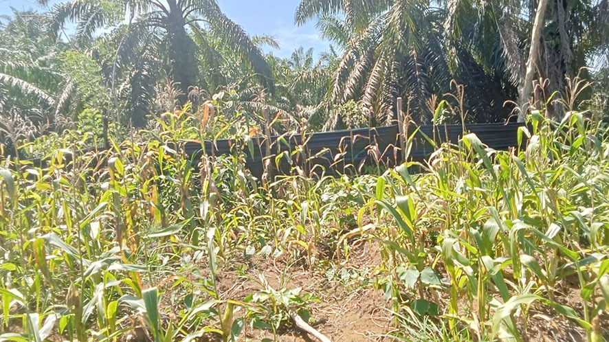 Hasil Panen Jagung Sadesahe Desa Manjuto Jaya Hanya Dua Kuintal