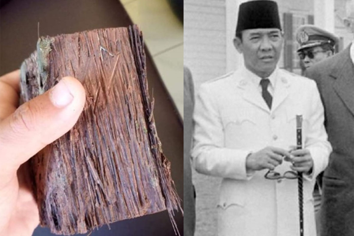 8 Fakta Menarik Kayu Pucang Kalak yang Jadi Bahan Tongkat Presiden Soekarno