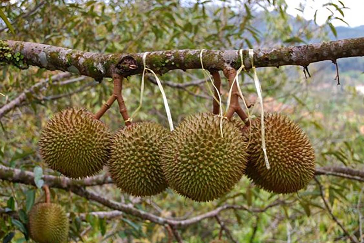 Tips Ampuh Lindungi Buah Durian dari Serangan Ulat Tanpa Obat Kimia