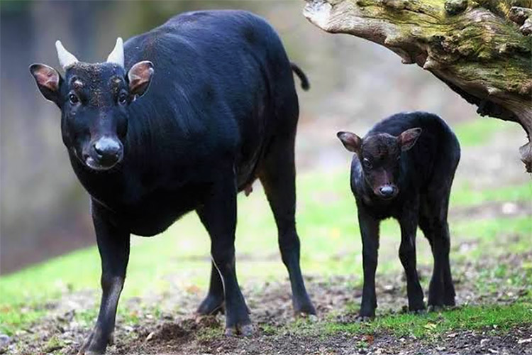 Mengenal Hewan Anoa, Hewan Khas Sulawesi Tenggara yang Hampir Punah