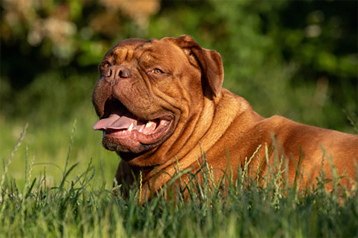 Inilah Anjing Hulk Berjenis Dogue de Bordeaux Milik Lionel Messi, Harganya Fantastis!