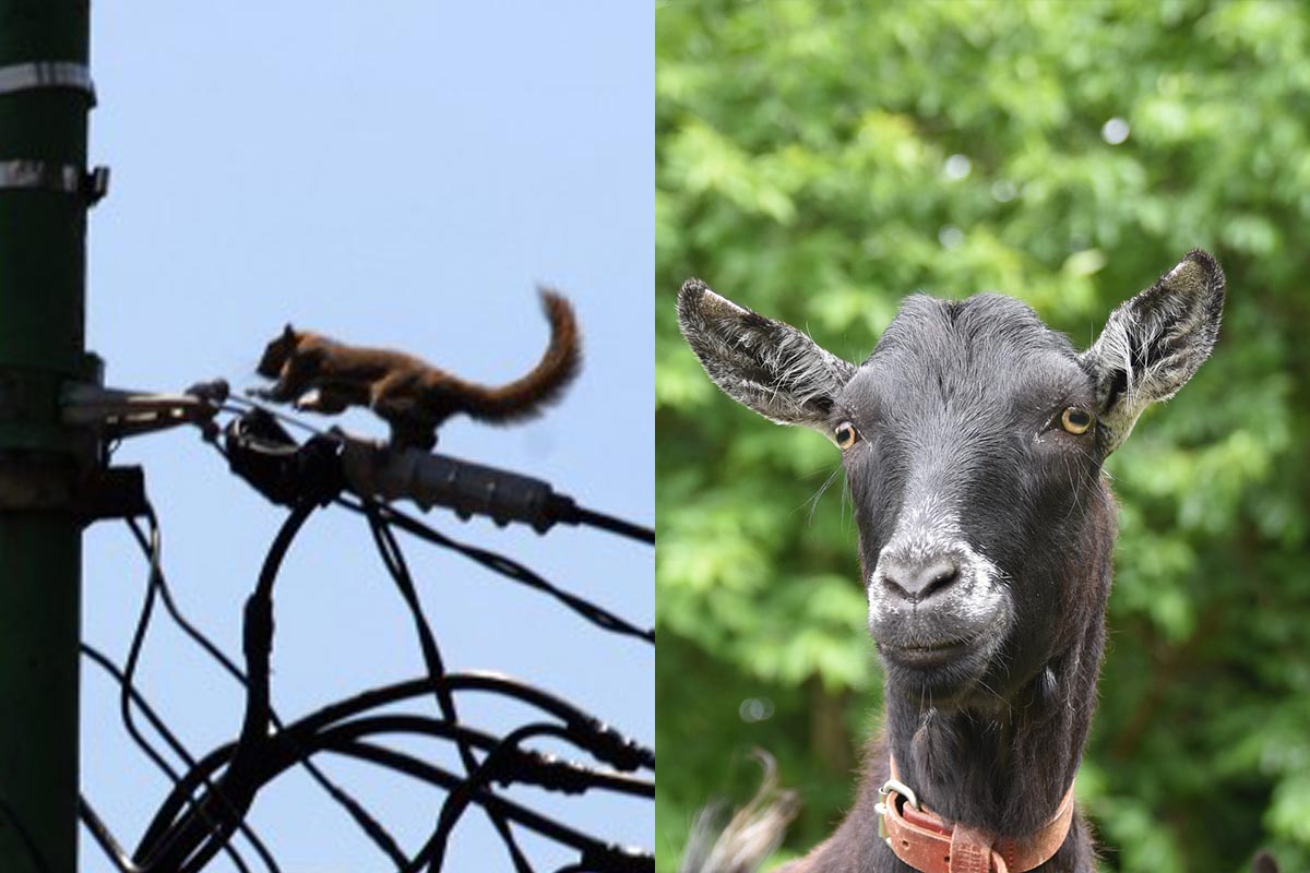 Gara-Gara Binatang Ini, PLN Jadi Kambing Hitam