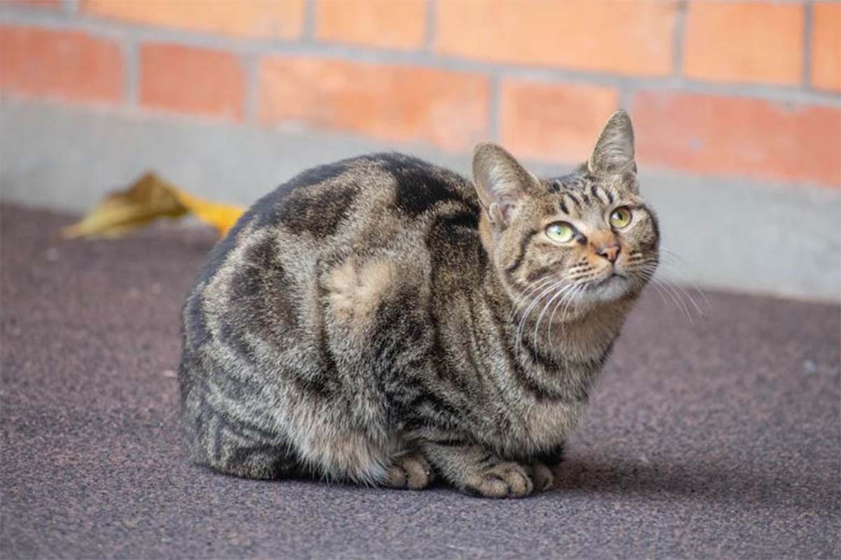 Bukan Karena Nggak Betah, Ternyata Ini Loh Alasan Kucing Suka Keluar Rumah