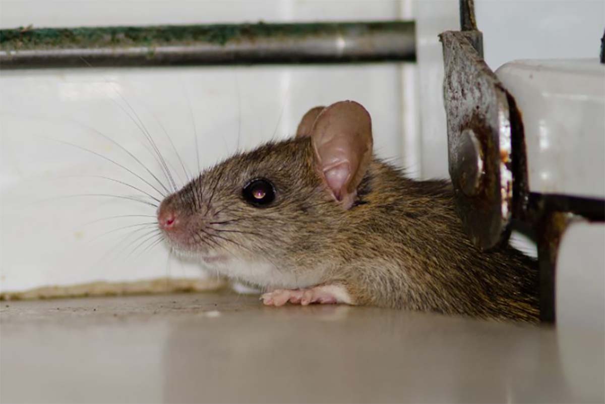 5 Cara Jitu Usir Tikus, No 2 Lebih Modern dan Ampuh Tikus Kabur Tidak Berani Kembali Lagi 