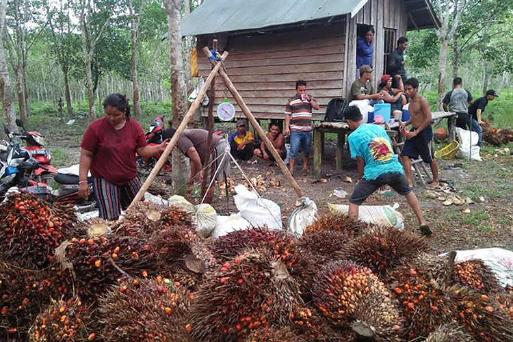 Produktivitas Sawit Rakyat Masih Rendah, Solusinya Butuh Peningkatan SDM 