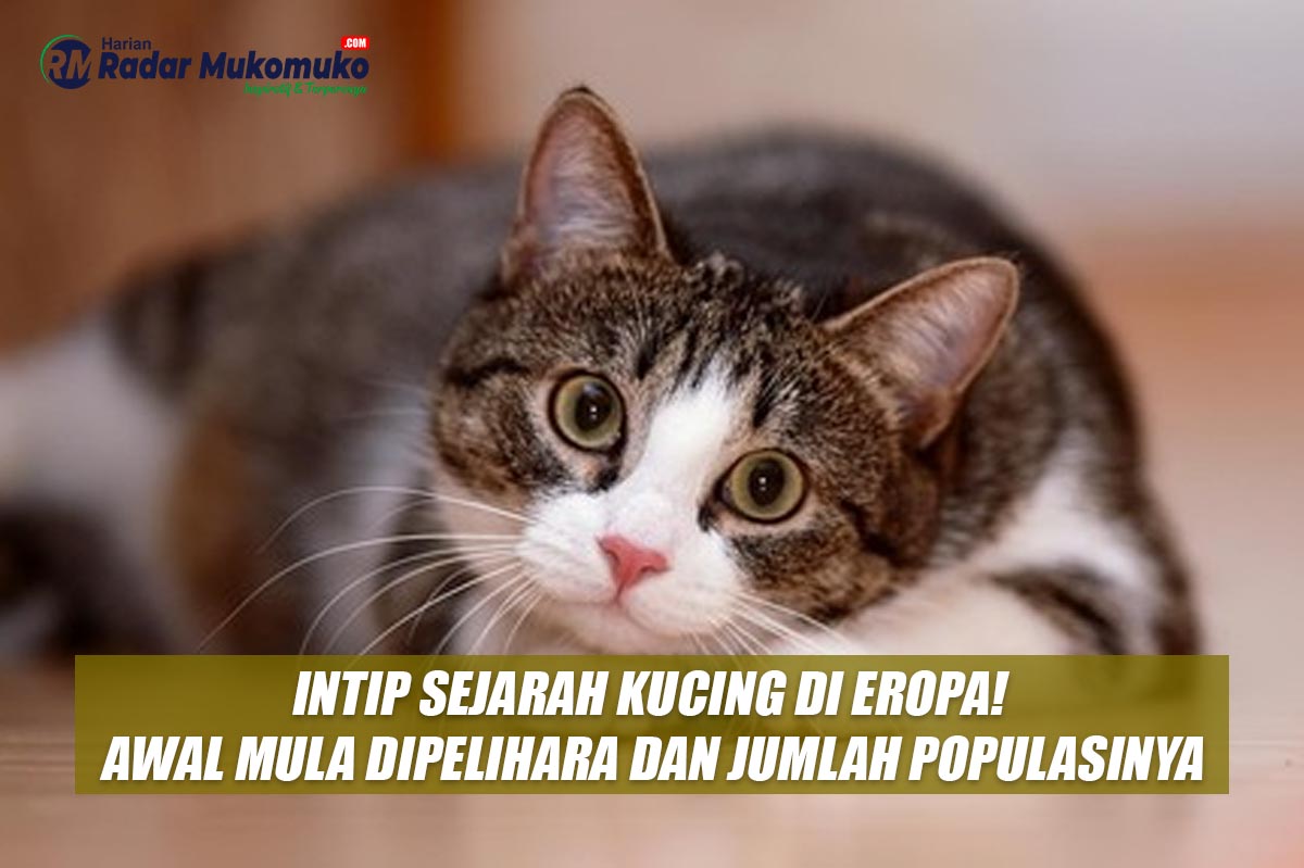 Intip Sejarah Kucing di Eropa! Mulai dari Awal Mula Dipelihara Hingga Jumlah Populasinya