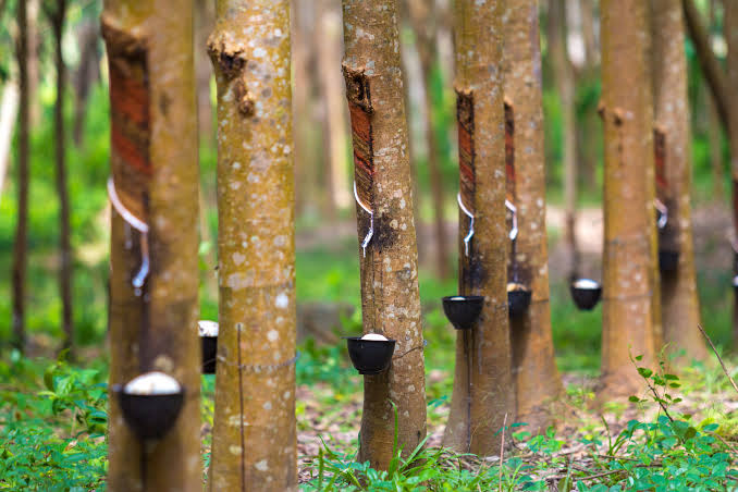 Alasan Klasik Harga Karet di Indonesia Selalu Murah
