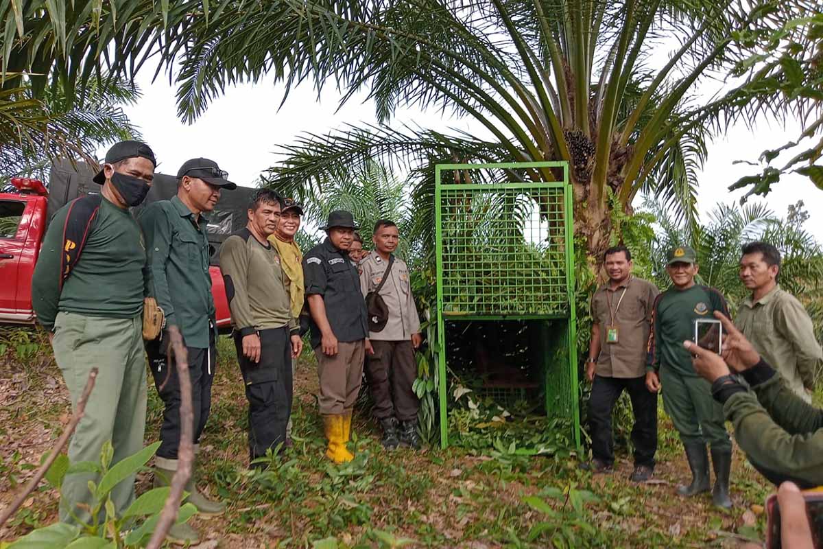 BKSDA Pasang Perangkap Harimau Sumatera, Suasana Masih Mencekam