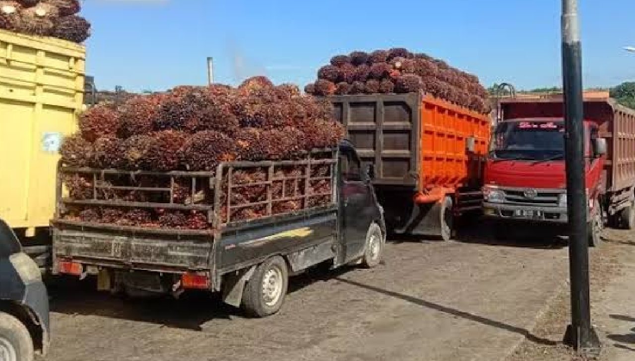 Harga TBS di Mukomuko Masih Rendah, Tertinggi di Pabrik Hanya Rp 2.660 per-Kg