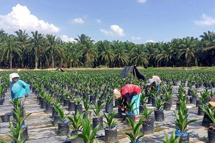 Catat, Sekarang Pabrik Sawit di Riau yang Tidak Punya Kebun Sawit Boleh Langsung Beli Kepada Petani