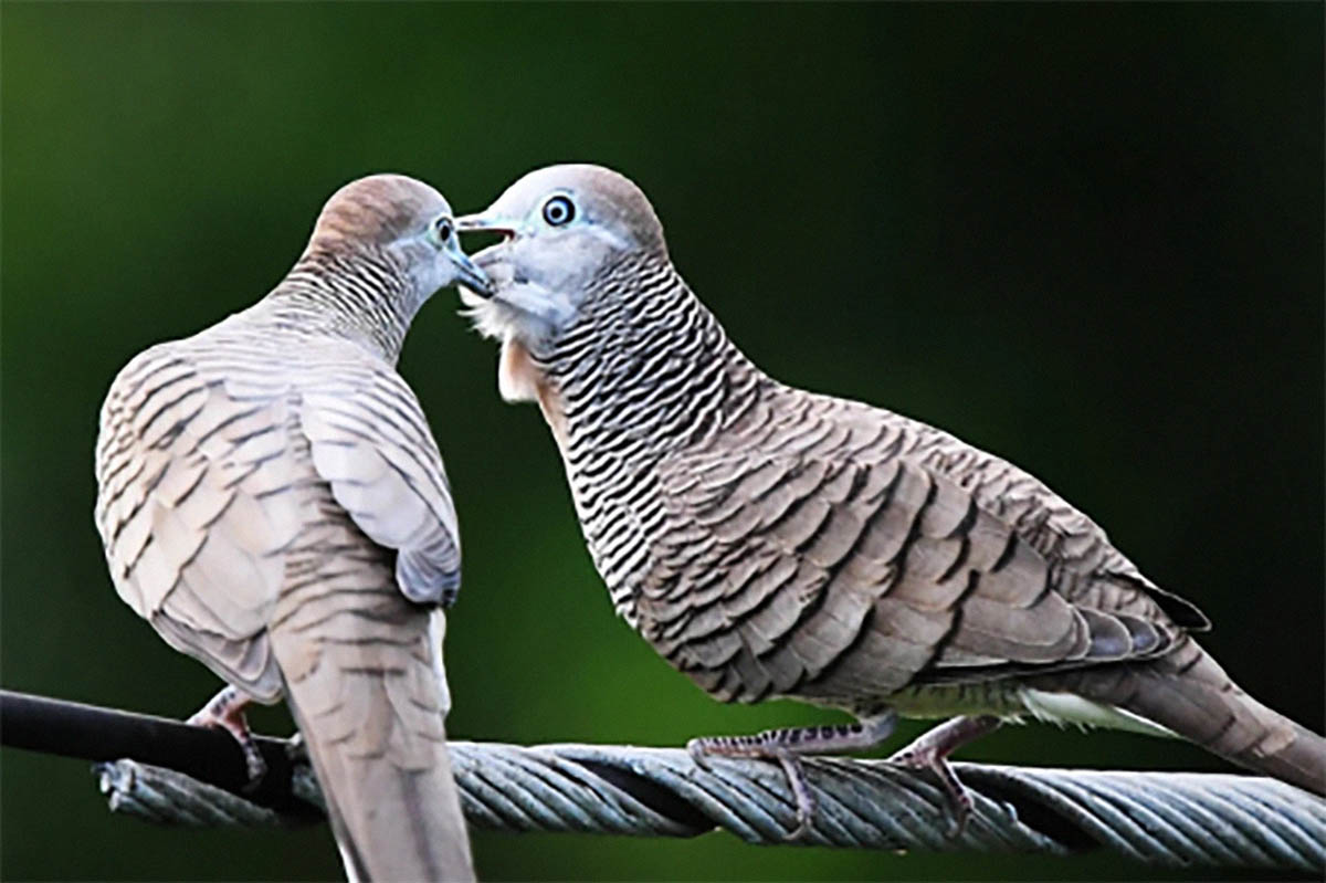 Apakah Burung Perkutut Juga Ada di Tanah Eropa Atau Hanya di Asia Saja, Berikut Faktanya !