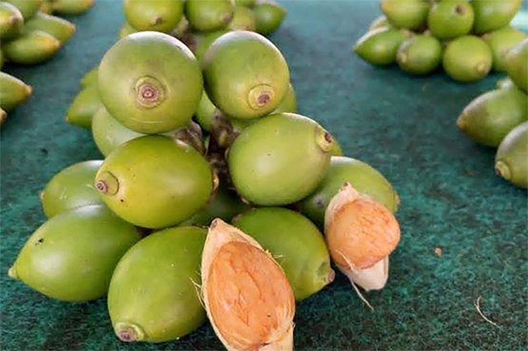 Mengenal Buah Pinang, Manfaat serta Bahayanya Bagi Kesehatan Tubuh