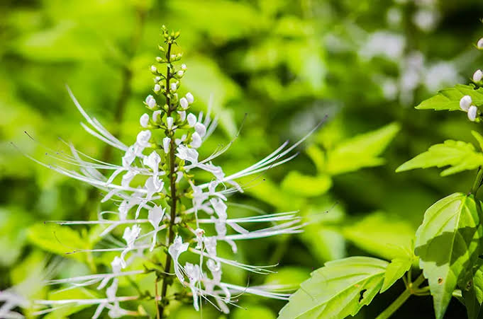 Obat Herbal yang Dipercaya Membantu Mengatasi Urine Berbusa