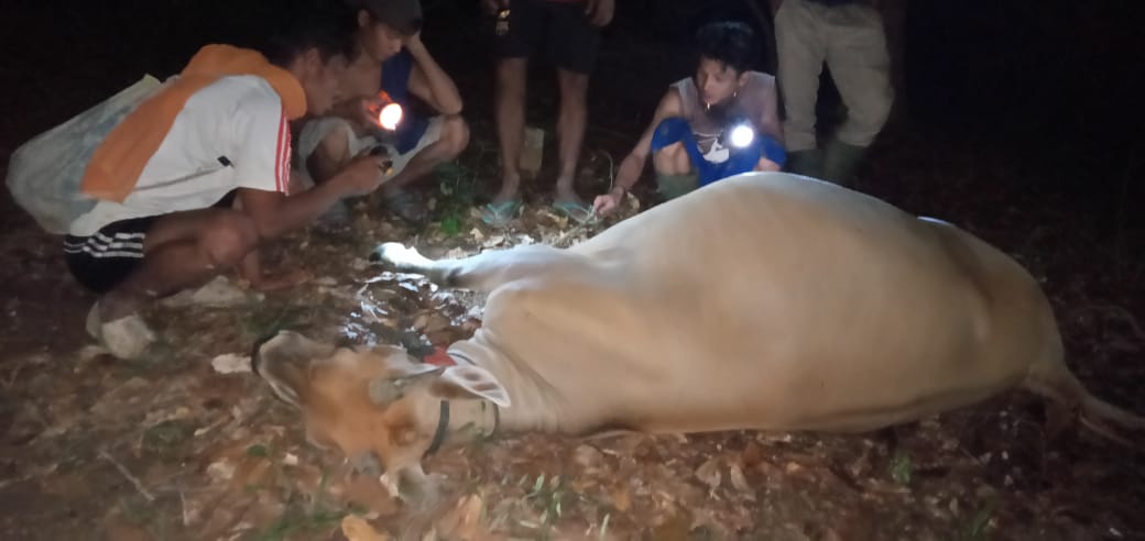 Sapi Warga Talang Buai Mati Mendadak