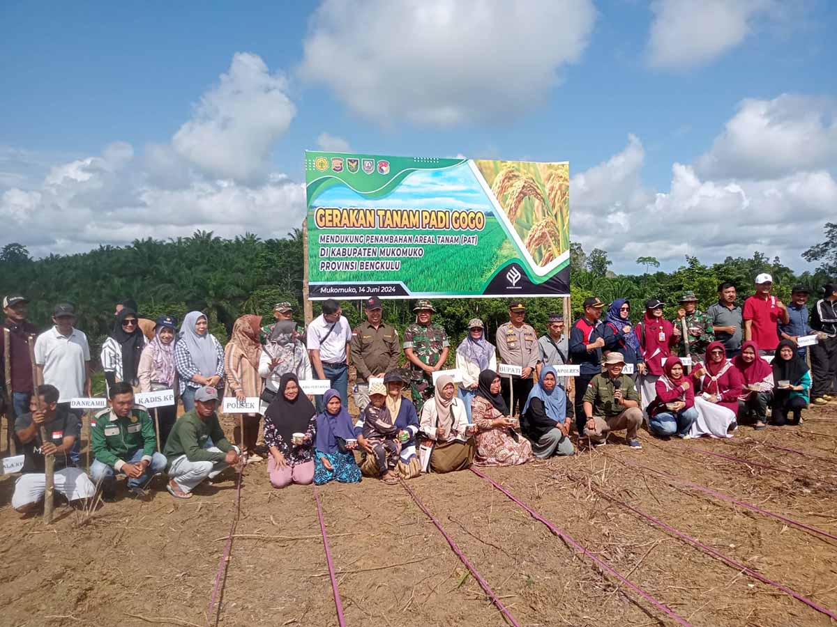 Hari Ini Gerakan Tanam Padi Gogo Dukung Program PAT di Mukomuko, Dengan Target Seluas 216 Hektare 