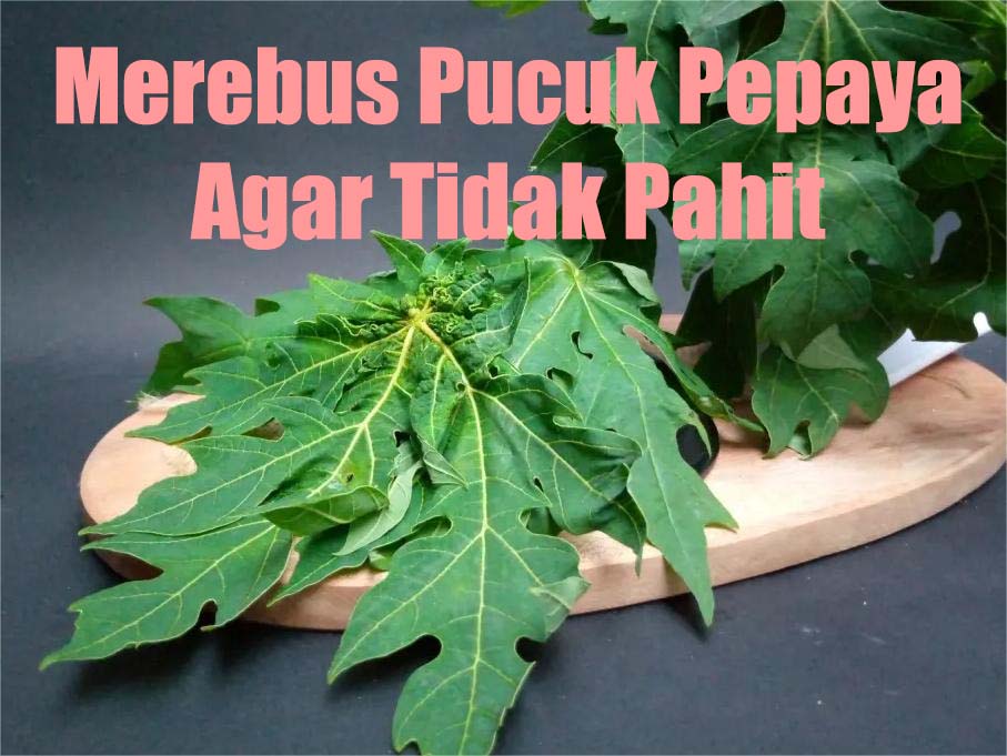 Pilihan Cara Merebus Daun Pepaya Supaya Tidak Pahit dan Renyah Dimakan 
