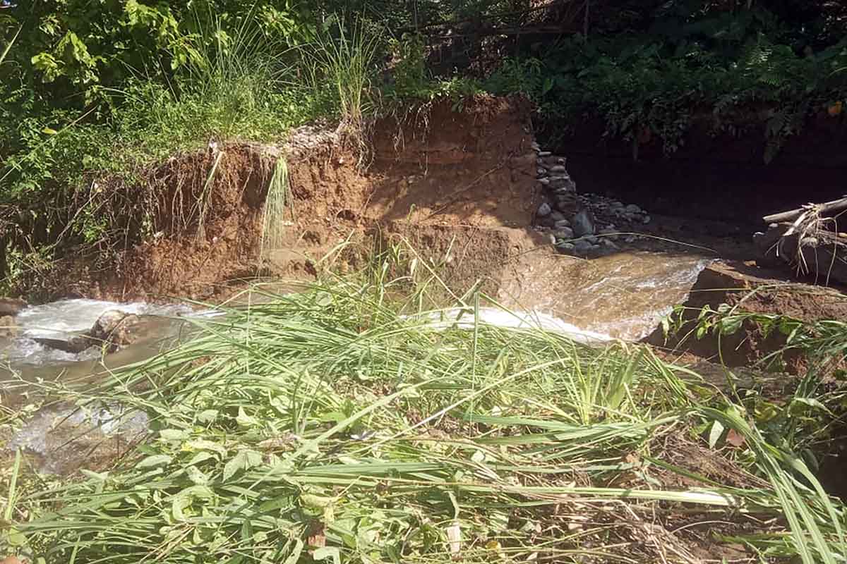 Irigasi Jebol, Ratusan Hektare Sawah di Selagan Raya Mukomuko Terancam 