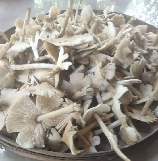 Tiga Jenis Jamur Hutan yang Aman Dikonsumsi dan Tidak Menimbulkan Efek Mabuk