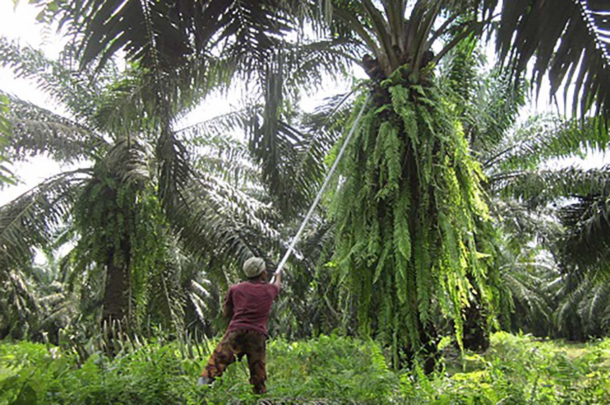 Inilah Aset-aset Penting yang Ada Pada Kelapa Sawit, Para Petani Wajib Tahu