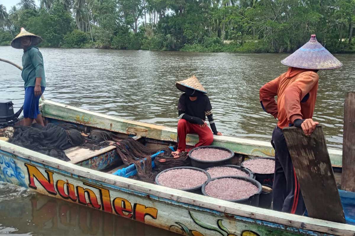 Badai Reda, Puluhan Nelayan Mukomuko Ketiban Rezeki Ikan Mungkus, Hasil Tangkapan Melimpah