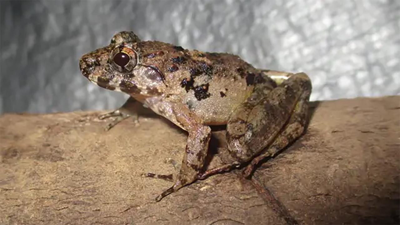 Banyak yang Belum Paham, Ini Perbedaan Katak dan Kodok