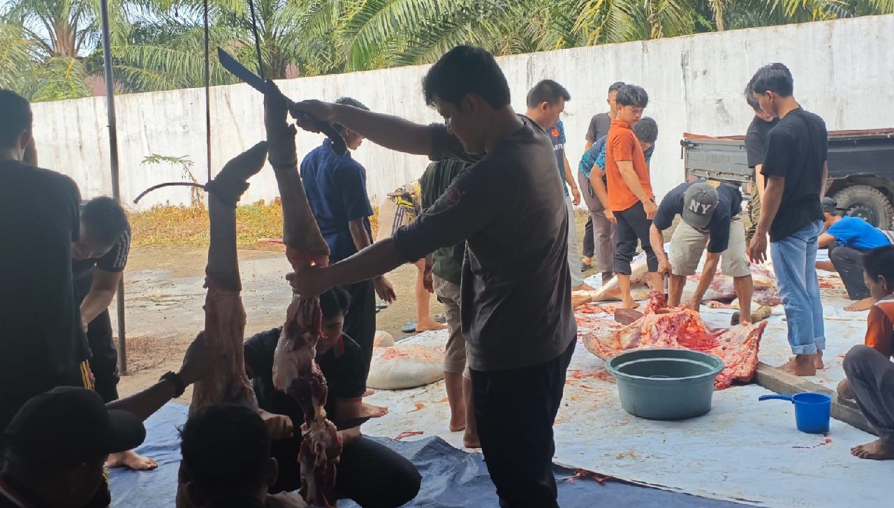 Pejabat Hingga Staf Kejaksaan Mukomuko Berkurban 2 Ekor Sapi