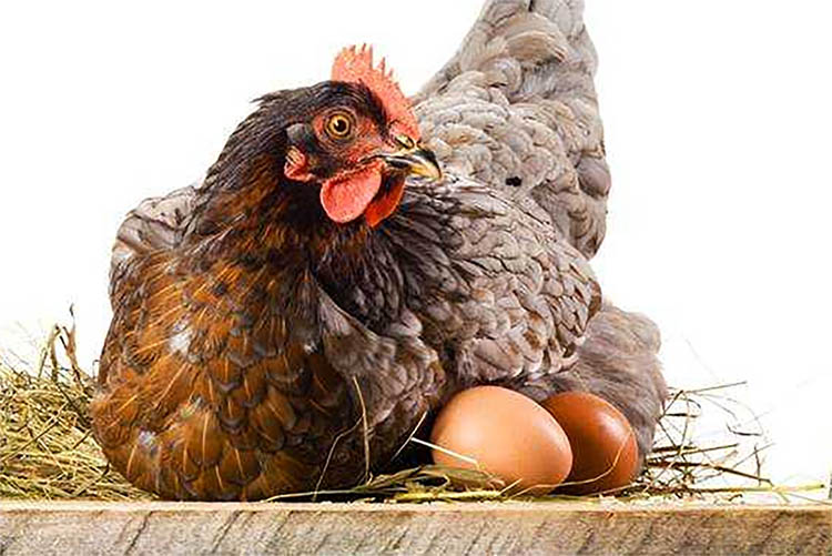 Jawabannya Sudah Jelas 'Ayam Duluan Dari Pada Telur' Tak Terbantah Lagi