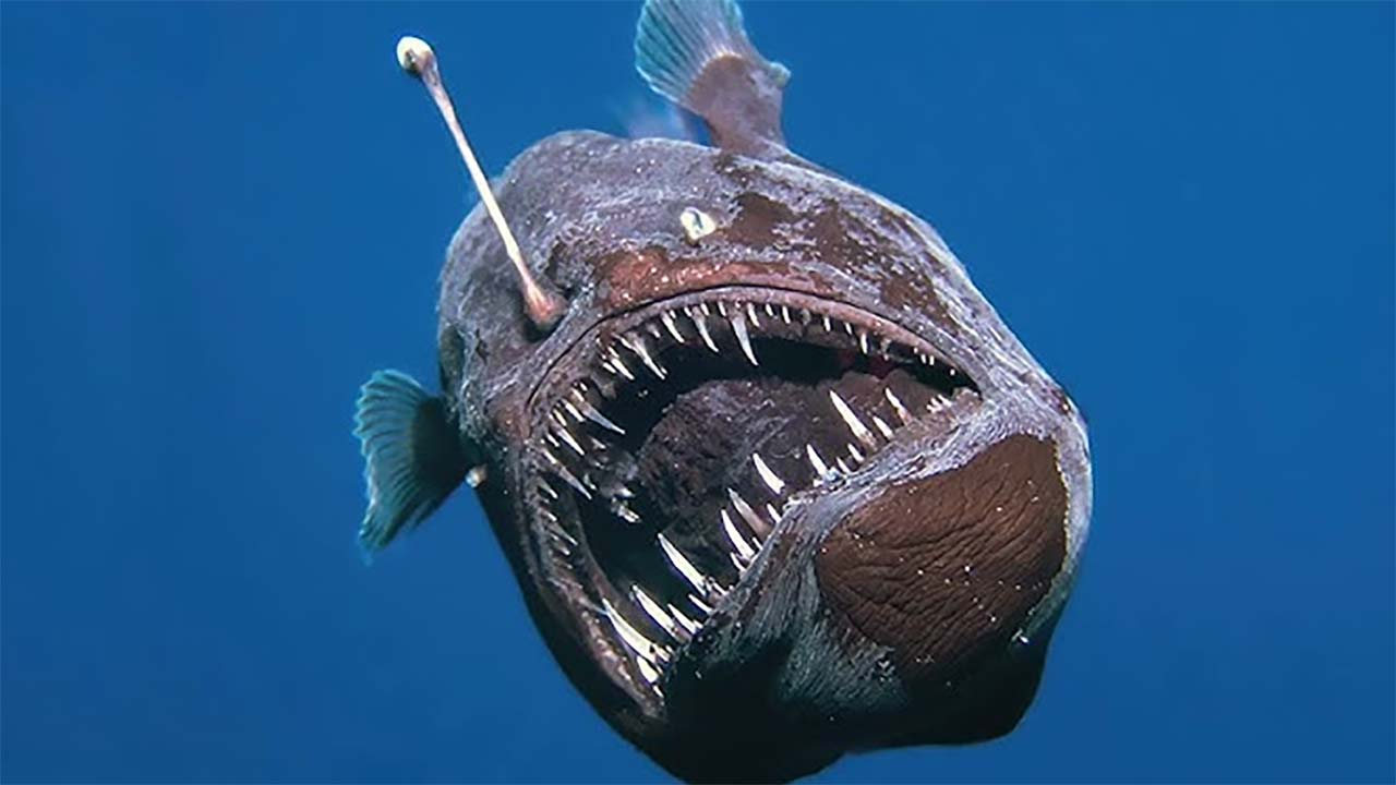 Apa Itu Ikan Anglerfish? Hewan Misterius yang Menghebohkan Sosial Media