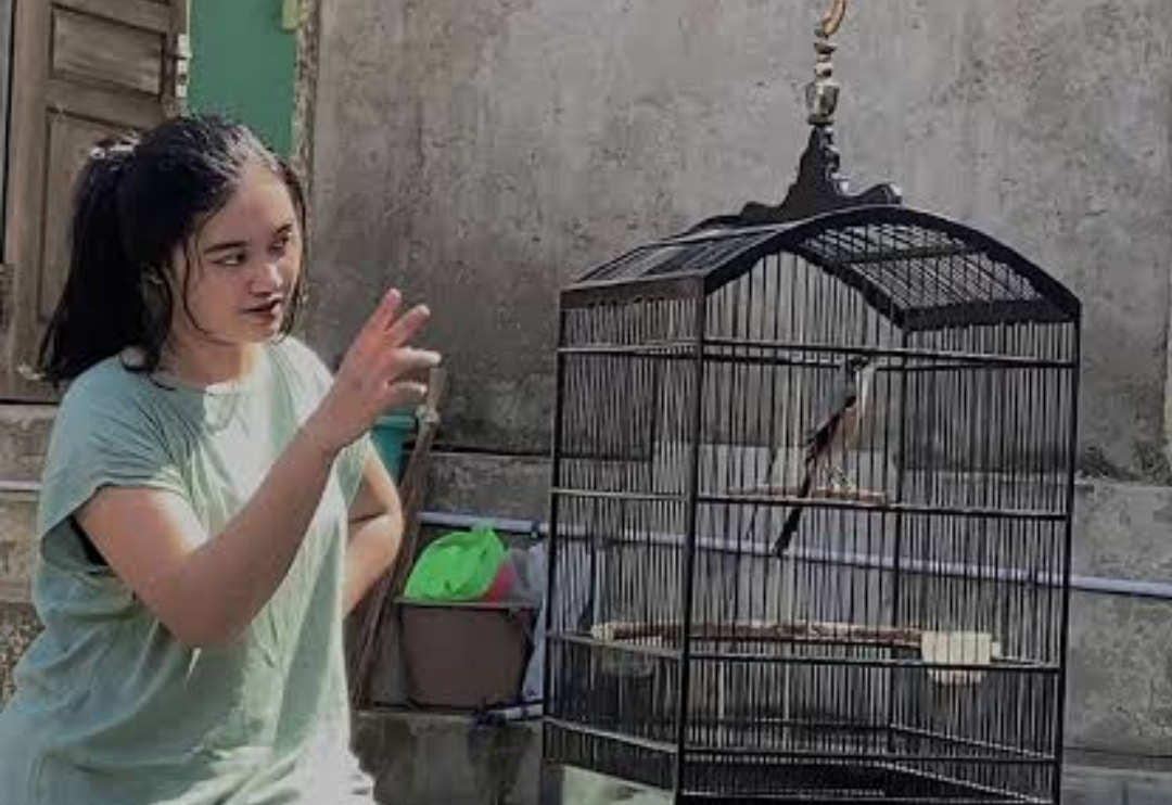 Ternyata ada 7 Burung Yang Bisa Dilatih Bicara, Jika Ingin Tahun Berikut Daftar Lengkapnya