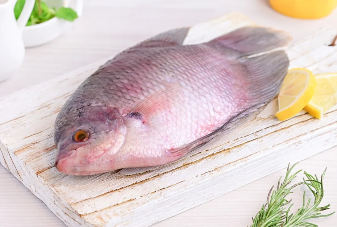 Berikut Beberapa Manfaat Kesehatan yang Didapatkan Ketika Mengkonsumsi Ikan Gurame, Apa Saja Ya?