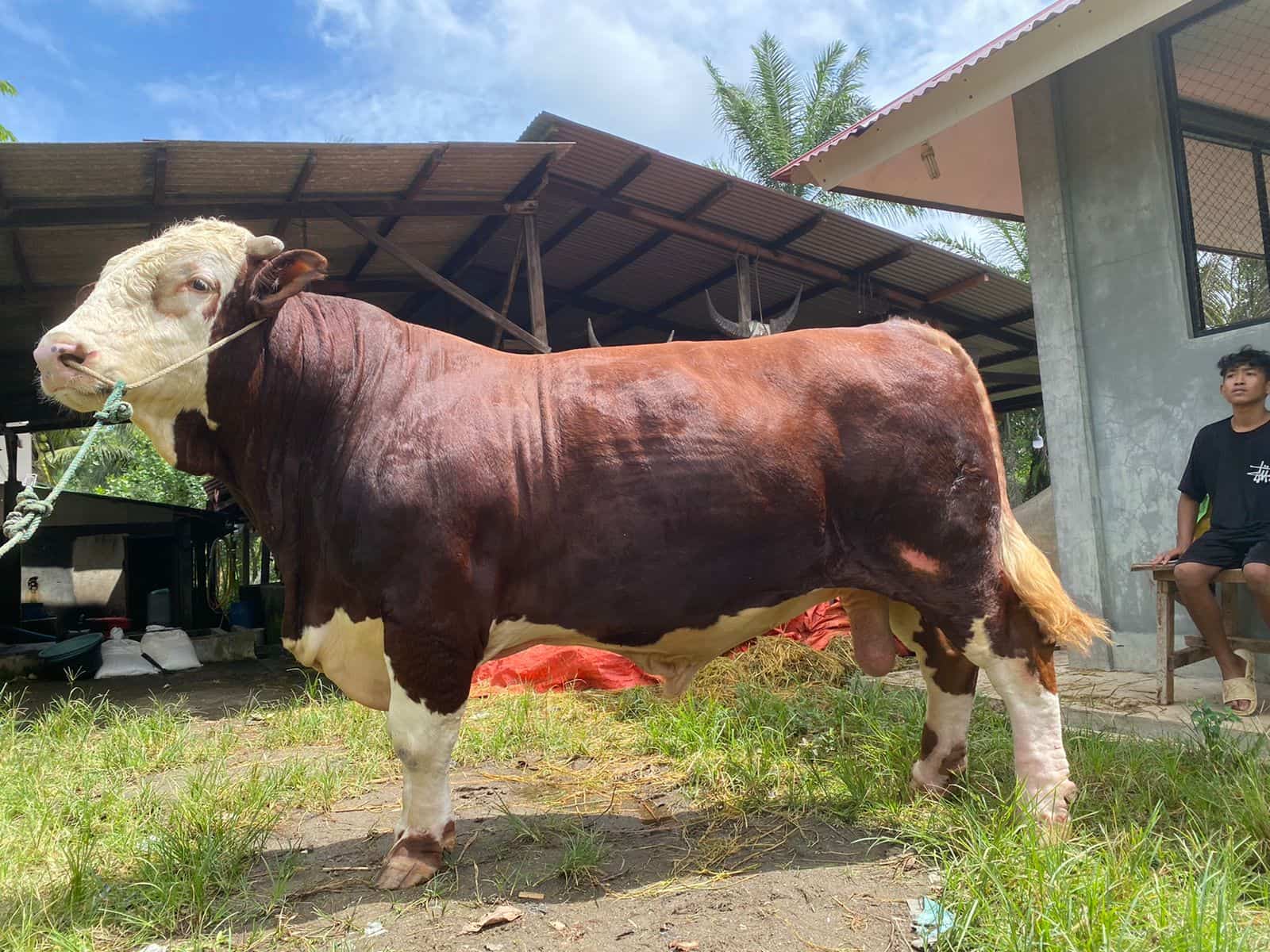 Sapi Kurban Prabowo Untuk Mukomuko, Berat 1,3 Ton Dengan Harga Rp 99.500.000