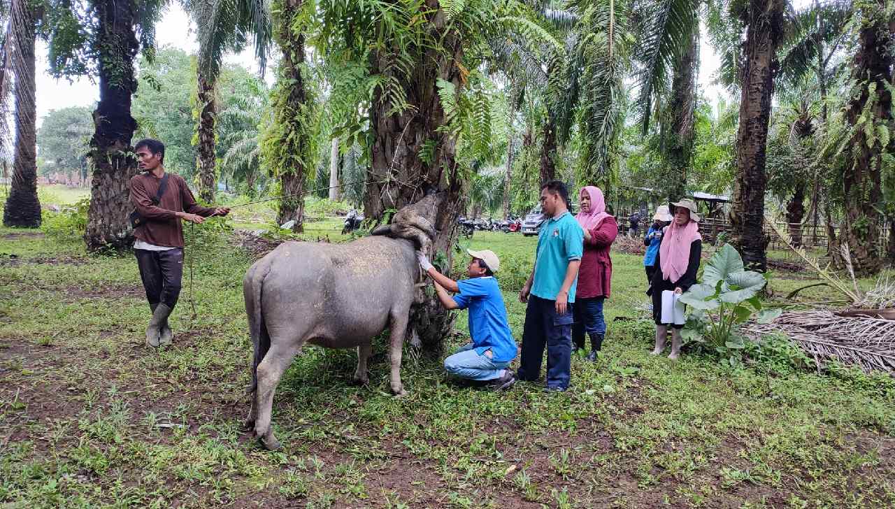 Penyakit Ngorok (SE) Serang Ternak di Mukomuko, Ratusan Ekor Ternak Warga Ditemukan Mati