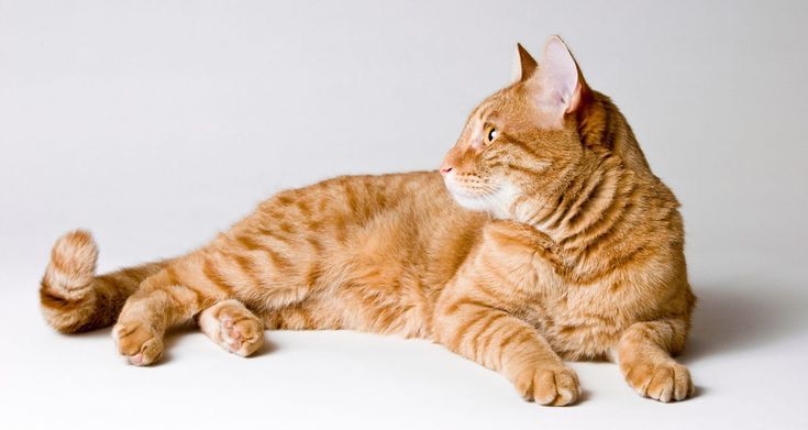 Dari Simba Hingga Seblak: Inspirasi Nama Kucing Oren yang Unik dan Penuh Karakter!