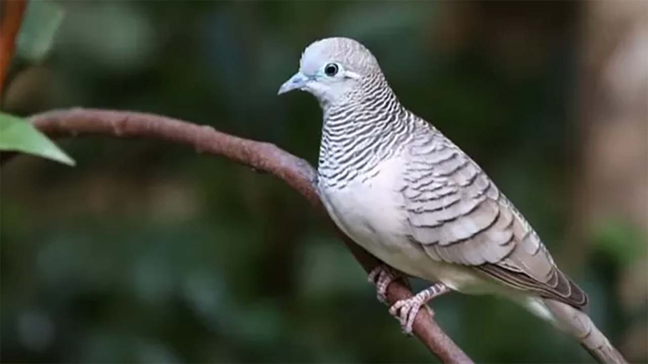 Kiai Jaka Mangu dan Nyai Martengsari: Legenda di Balik Asal-Usul Burung Perkutut yang Memikat Hati