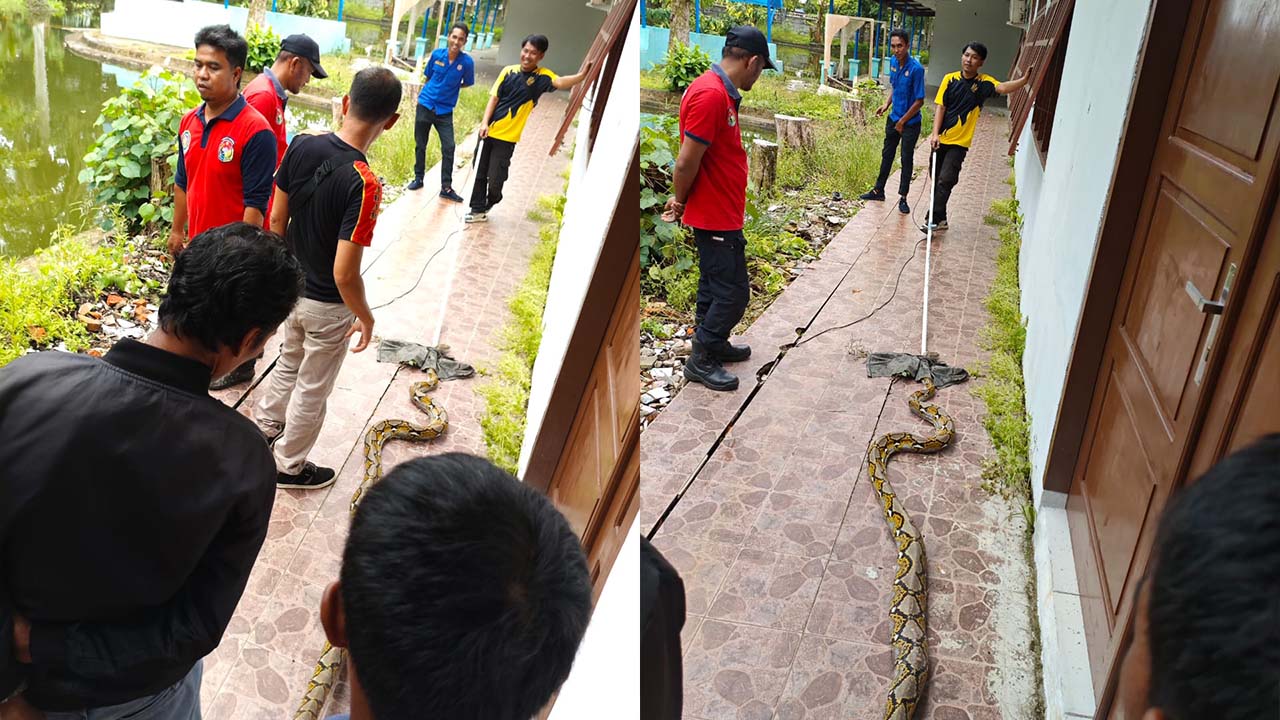 Tangkap Ular Tidak Didukung Peralatan Memadai, Tim Damkar Dalam Bahaya besar