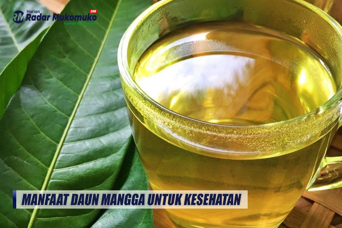 Tahukah Kalian Bahwa Daun Mangga Punya Khasiat Bagi Kesehatan? Inilah Manfaatnya Bagi Kesehatan Tubuh